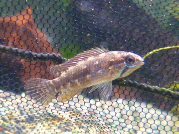 ウロコインコの仲間