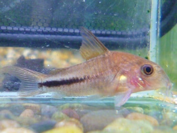 ウロコインコの仲間