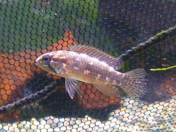 十姉妹（ジュウシマツ）