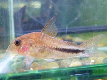 ウロコインコの仲間