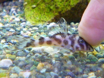 十姉妹（ジュウシマツ）