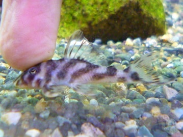 十姉妹（ジュウシマツ）