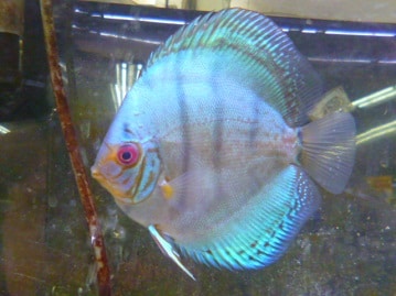 サザナミインコ