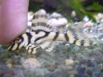 フクロモモンガ