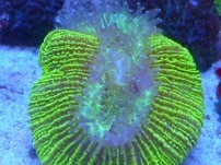 サザナミインコ