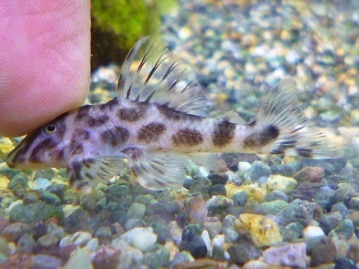 十姉妹（ジュウシマツ）