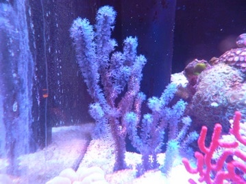 サザナミインコ