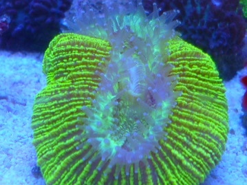 フクロモモンガ