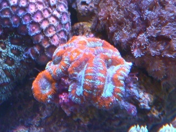 豆柴来ました！