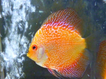 サザナミインコ