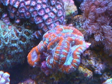 フクロモモンガ