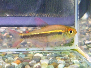 マンチカンの女の子