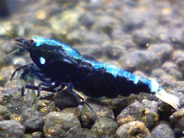 ライオンラビット