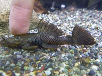 ライオンラビット