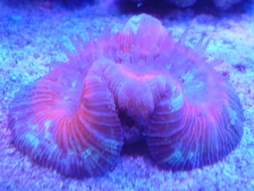 アキクサインコ（秋草インコ）