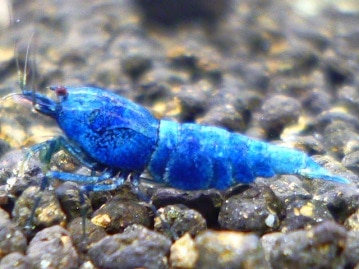 ライオンラビット