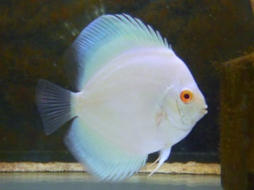 手乗りコザクラインコ　ゴールデンチェリー　ヒナ餌卒業済