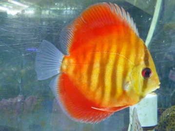 スコティッシュフォールド