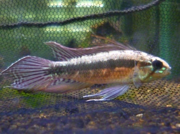 ネザーランドドワーフ