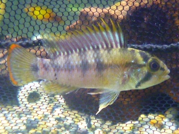 スキニーギニアピッグ