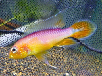 スコティッシュフォールド