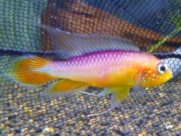 スコティッシュフォールド