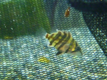 ネザーランドドワーフ