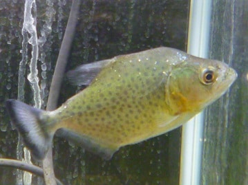 スキニーギニアピッグ