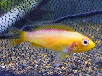 スコティッシュフォールド