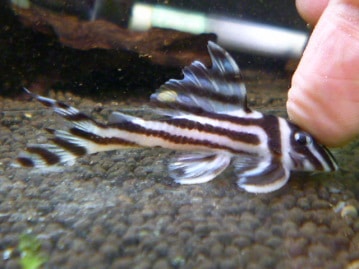 十姉妹（ジュウシマツ）