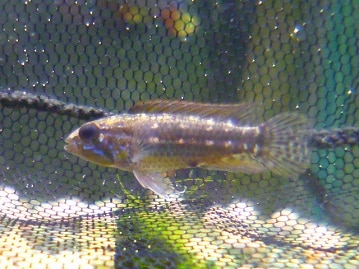 スキニーギニアピッグ