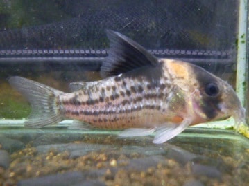 ペルシャ　チンチラゴールデンの女の子