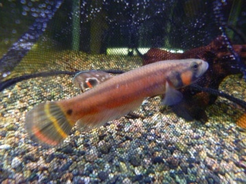 スコティッシュフォールド