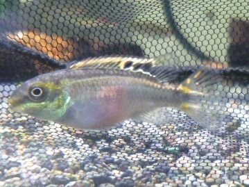 アキクサインコ（秋草インコ）