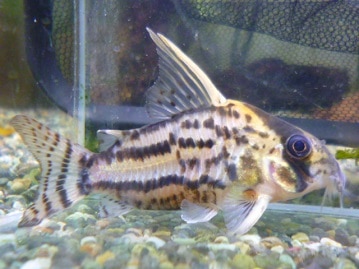 ネザーランドドワーフ