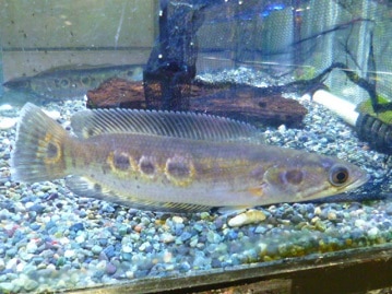 十姉妹（ジュウシマツ）