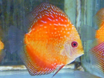 スキニーギニアピッグ