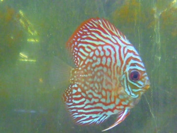 パピヨンの男の子