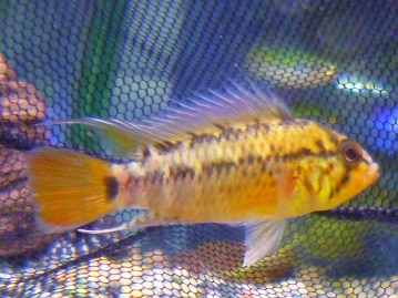 スコティッシュフォールド