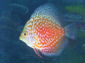 アキクサインコ（秋草インコ）