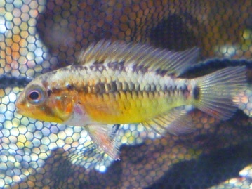 手乗りシルバー文鳥　