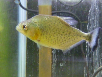 ネザーランドドワーフ