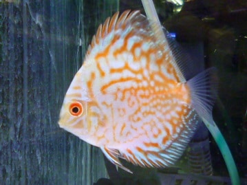 アキクサインコ（秋草インコ）