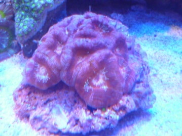 手乗りブンチョウ　シルバー文鳥　ヒナ餌卒業済み