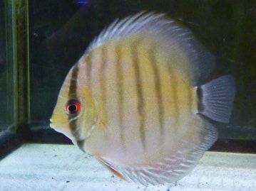 十姉妹（ジュウシマツ）