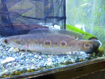 スキニーギニアピッグ