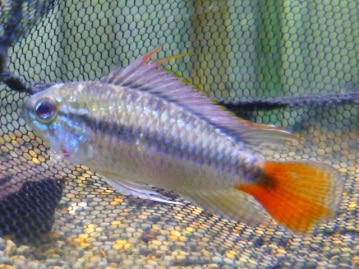 スコティッシュフォールド