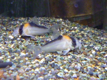 アキクサインコ（秋草インコ）