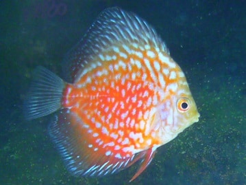 ネザーランドドワーフ