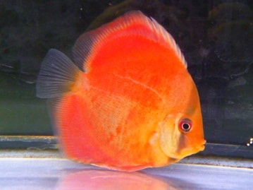 スキニーギニアピッグ